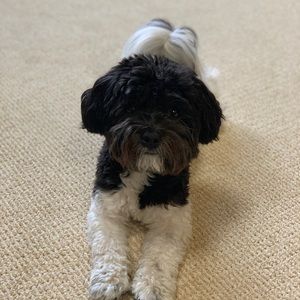 Meet your Posher, Peggy